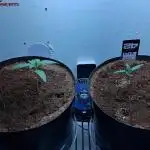 The banana 🍌 strawberry 🍓 grow off