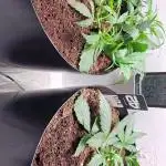 The banana 🍌 strawberry 🍓 grow off