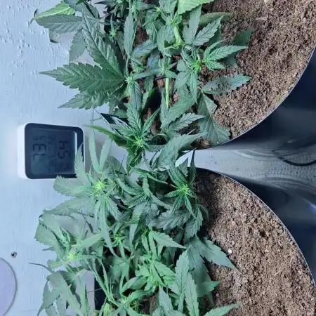 The banana 🍌 strawberry 🍓 grow off