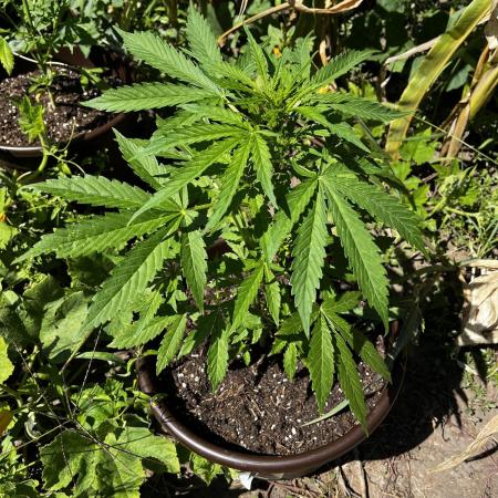 Gorilla glue auto