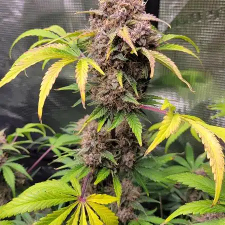 My 1st Grow