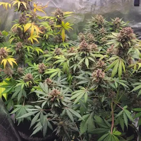 My 1st Grow