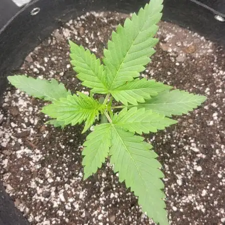 My 1st Grow