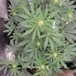 My 1st Grow