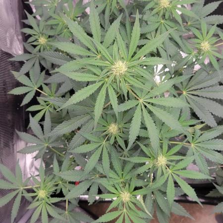 My 1st Grow