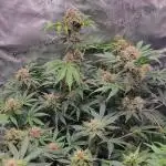 My 1st Grow