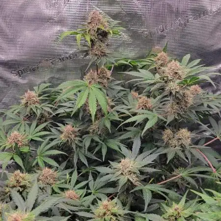 My 1st Grow