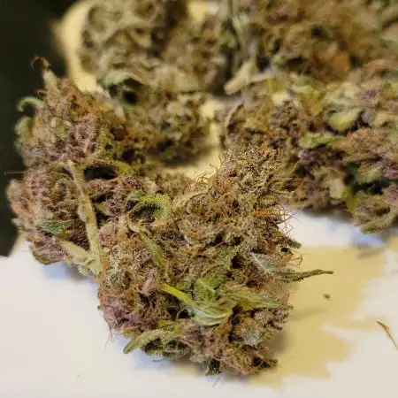 My 1st Grow