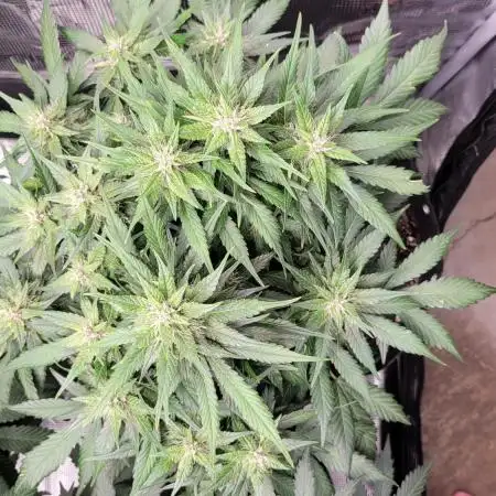 My 1st Grow