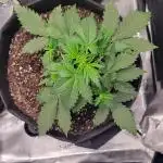 My 1st Grow