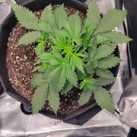 My 1st Grow