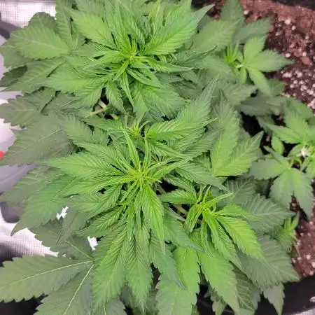 My 1st Grow