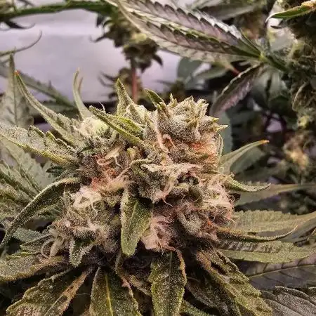 RQS Dynamite Diesel 80x80