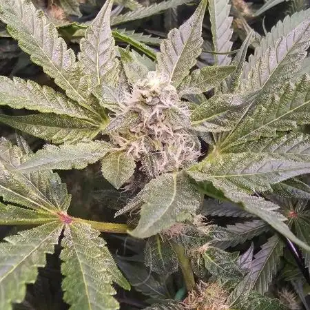 RQS Dynamite Diesel 80x80