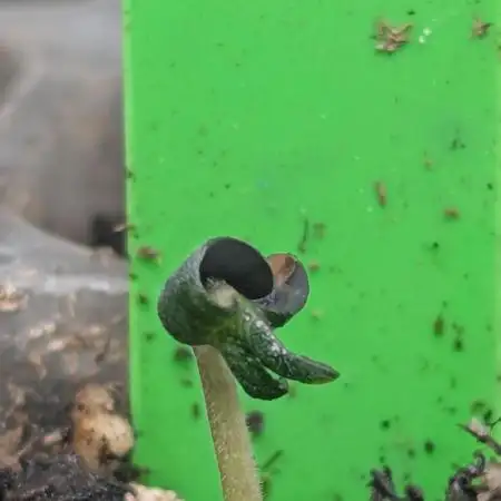 Amnesia Haze Autoflower - Soil