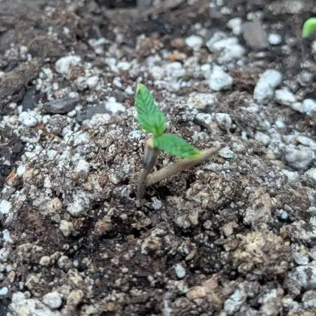 Amnesia Haze Auto - Soil germinated