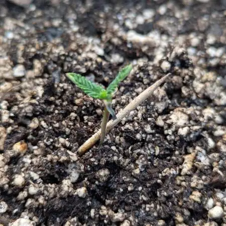 Amnesia Haze Auto - Soil germinated