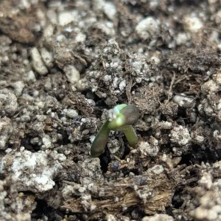 Amnesia Haze Auto - Towel germinated
