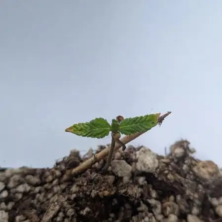 Amnesia Haze Auto - Soil germinated