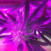 This little light of mine