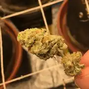 This little light of mine