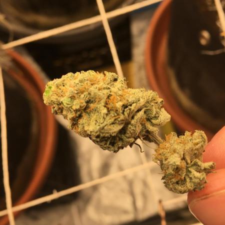 This little light of mine