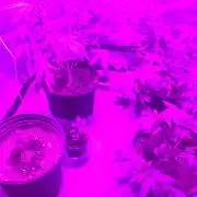 For those who picked Dhalsim