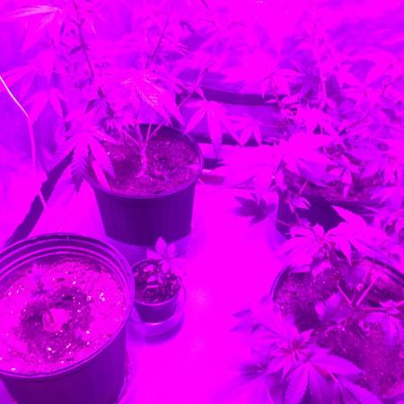 For those who picked Dhalsim