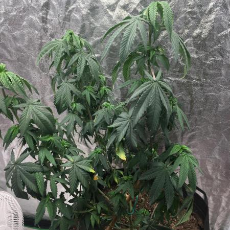 For those who picked Dhalsim