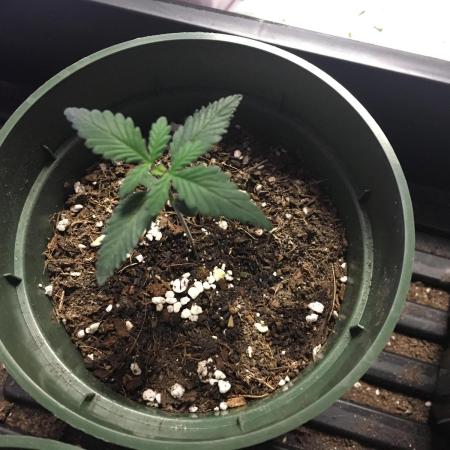 For those who picked Dhalsim