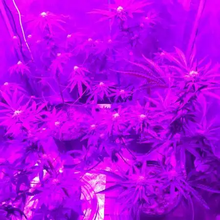 This little light of mine