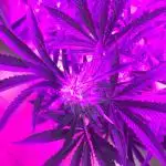 This little light of mine