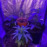 For those who picked Dhalsim