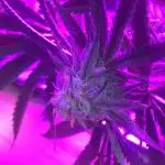 This little light of mine