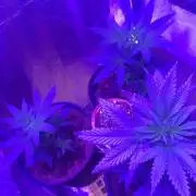 For those who picked Dhalsim