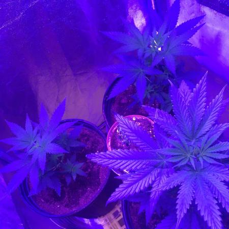 For those who picked Dhalsim