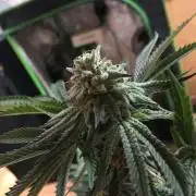 This little light of mine