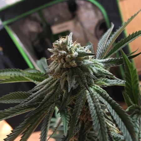 This little light of mine