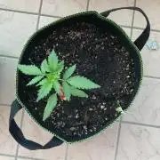 Final Primitiae Genetics Seed