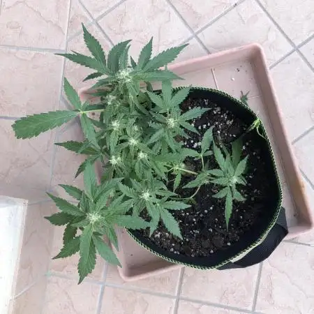 The Desperate Late Season Planter