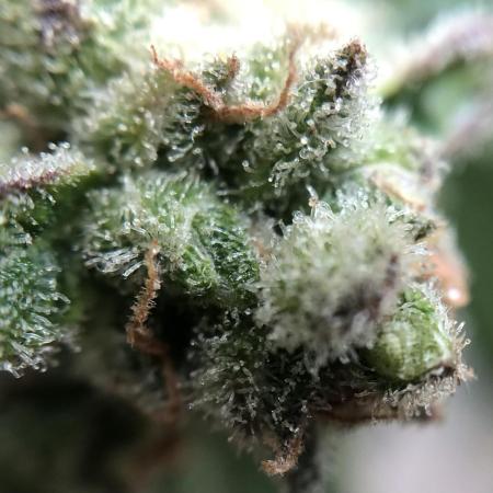 The Desperate Late Season Planter