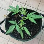 Freebie Seed