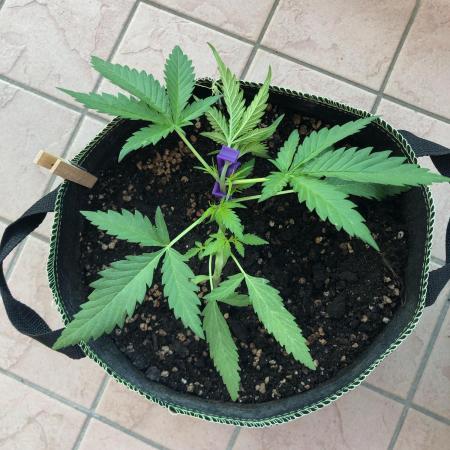 Freebie Seed