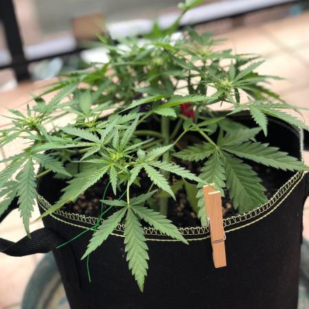 Freebie Seed
