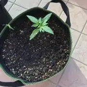 Final Primitiae Genetics Seed