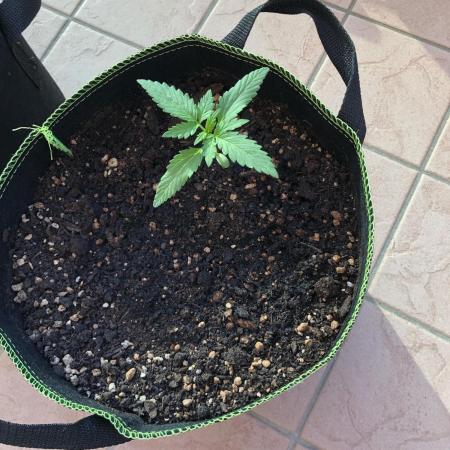 Final Primitiae Genetics Seed