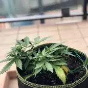 Final Primitiae Genetics Seed