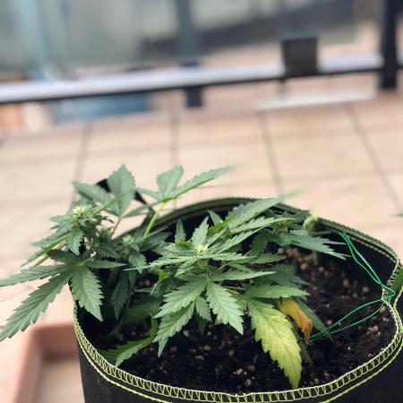 Final Primitiae Genetics Seed