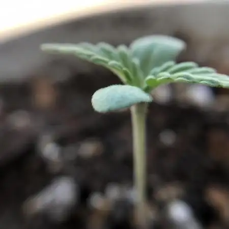 The Desperate Late Season Planter