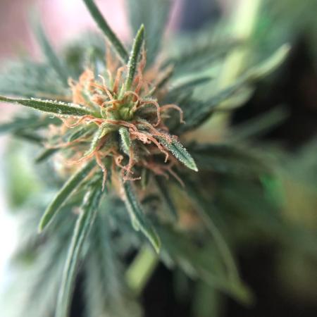 Freebie Seed
